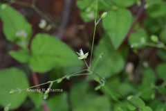 Arenaria serpyllifolia